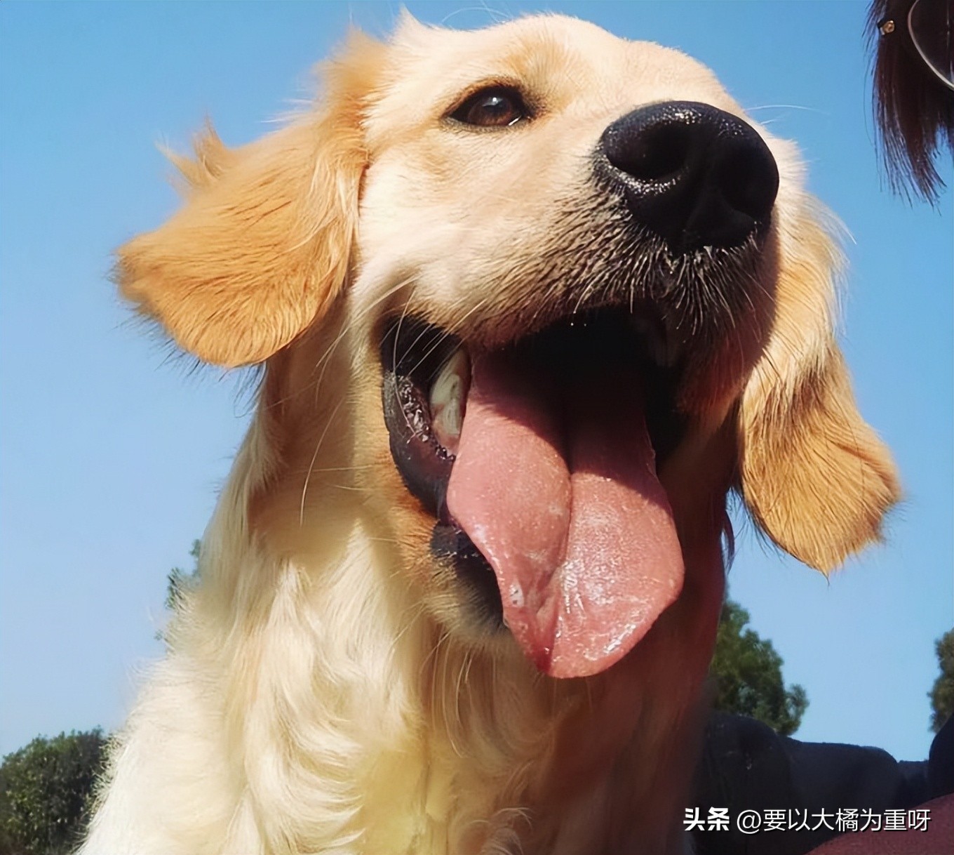 狗狗吃剩饭剩菜好还是吃狗粮好,狗喂剩菜饭好还是喂狗粮好