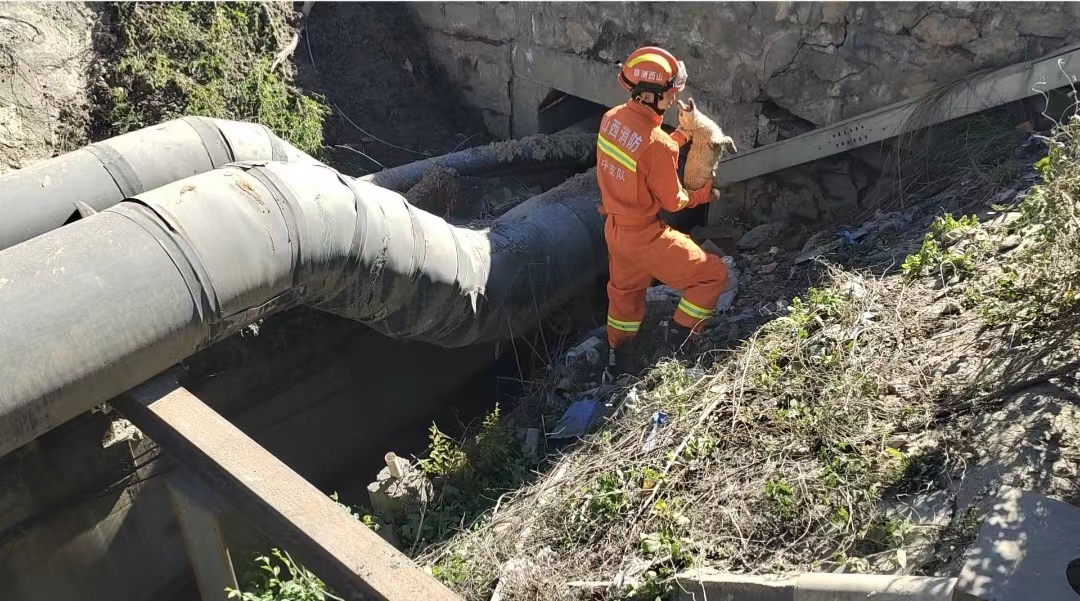 每一个生命都值得被救助,每一个生命都值得救助