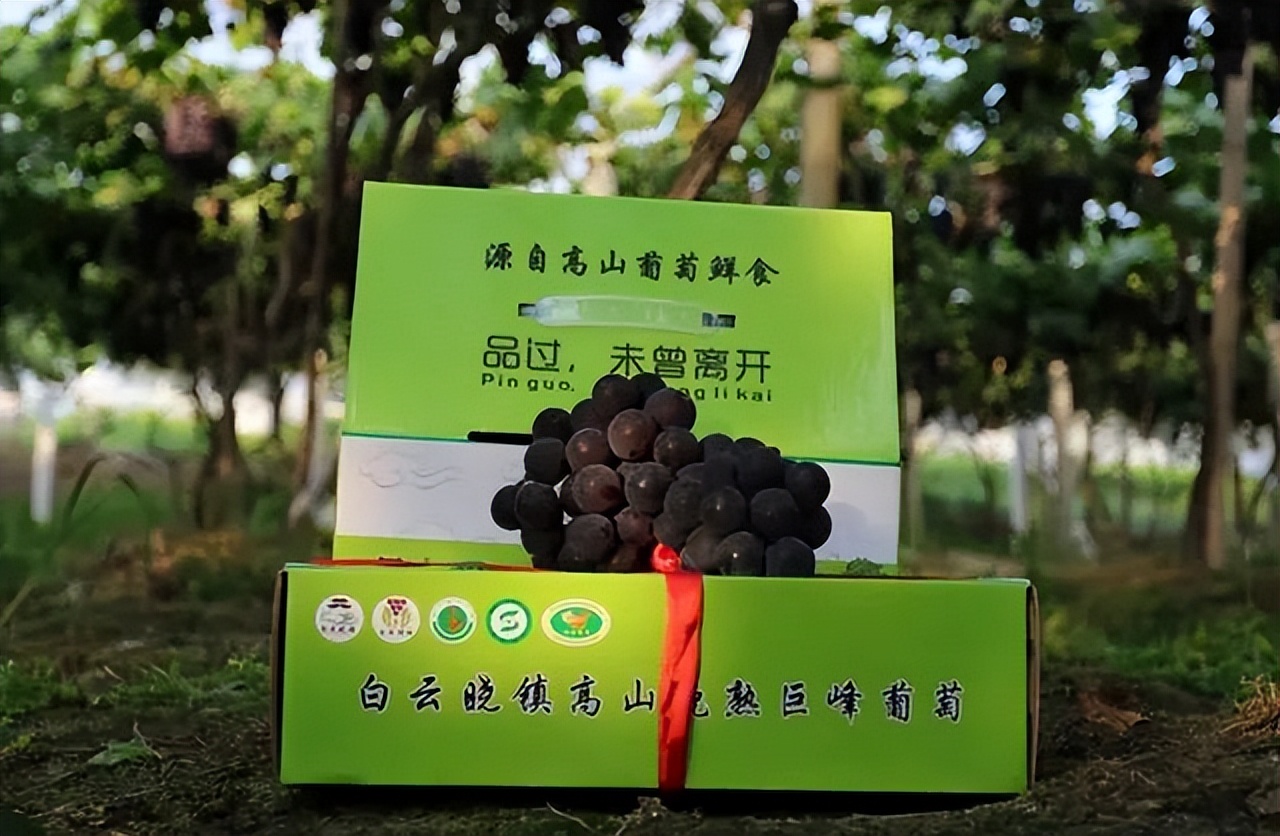 新农业新农人助力乡村振兴,如今越来越多的“新农人”