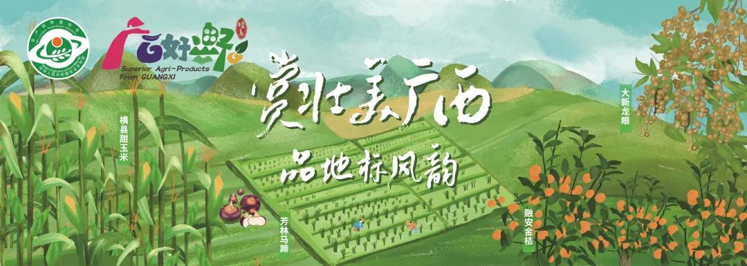 龙眼土特产是哪里种的,广西特色金桔哪些好