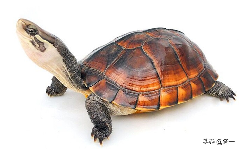 新手养龟的基本知识,入门养龟用什么龟缸