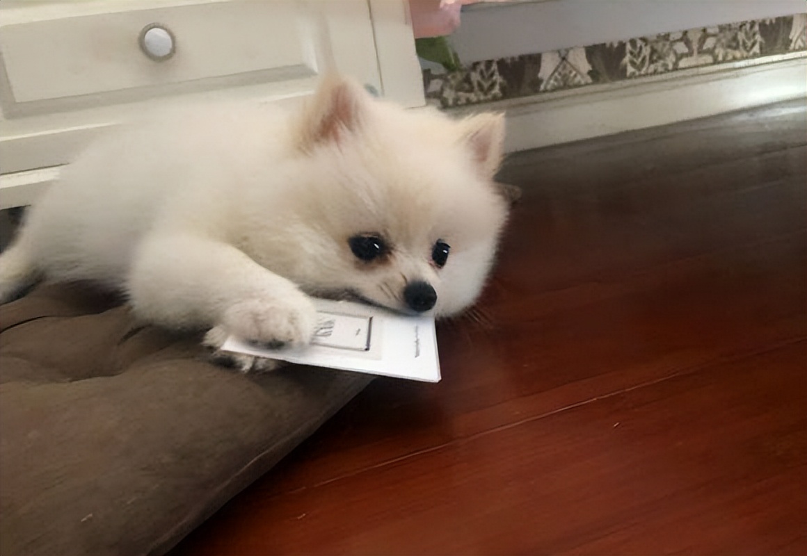 博美犬这些坏毛病竟是聪明的表现,博美犬的5大缺点你知道吗