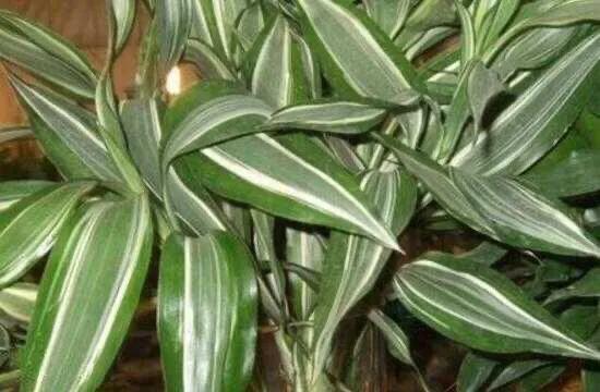 富贵竹茎叶青翠,大竹叶富贵竹