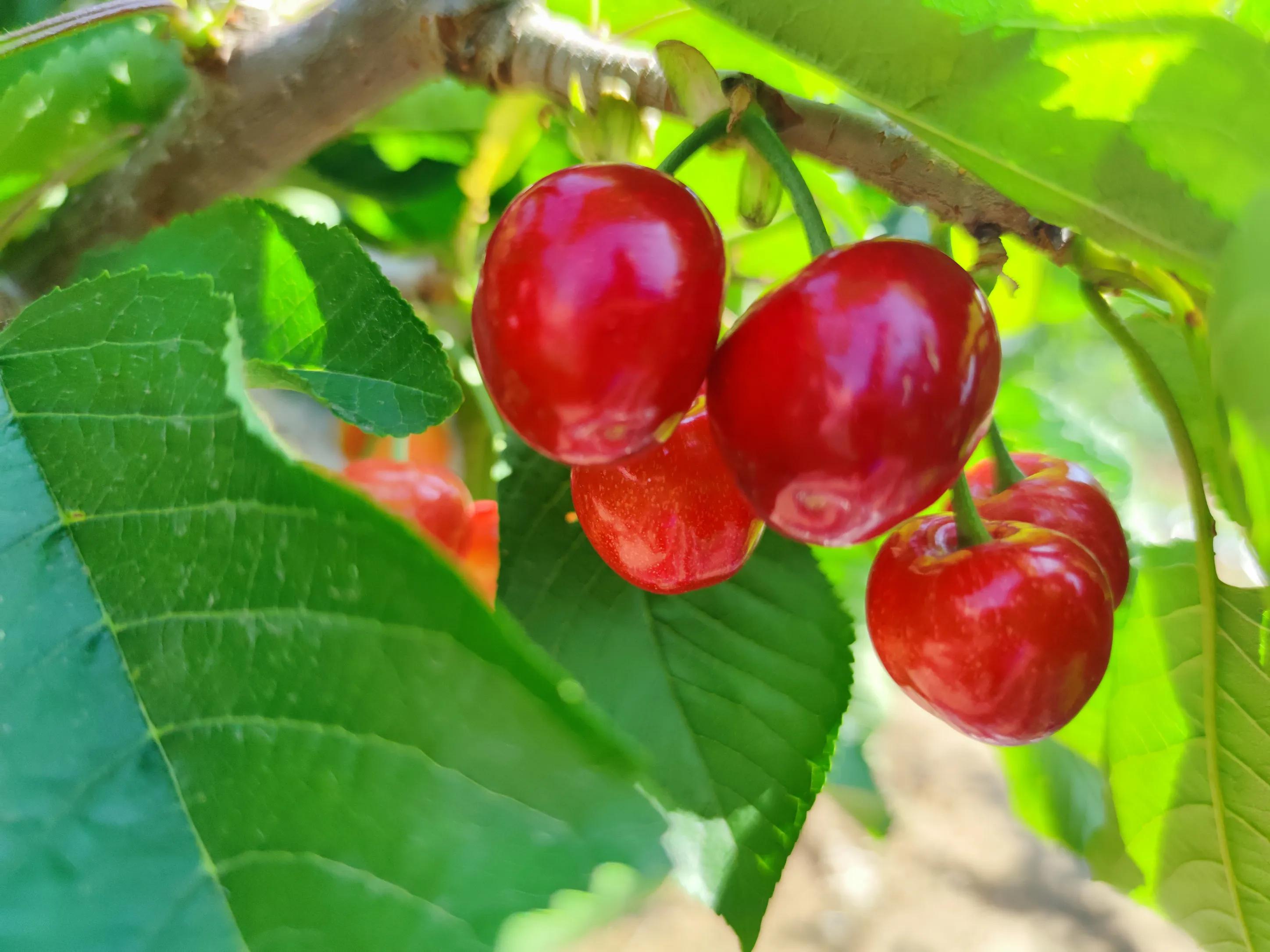大连美早樱桃几月份上市,大连美早大樱桃现摘现发新鲜到家