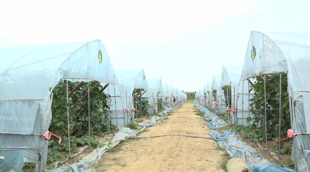 澧县神农蜜瓜,澧县神农蜜瓜种植基地开园