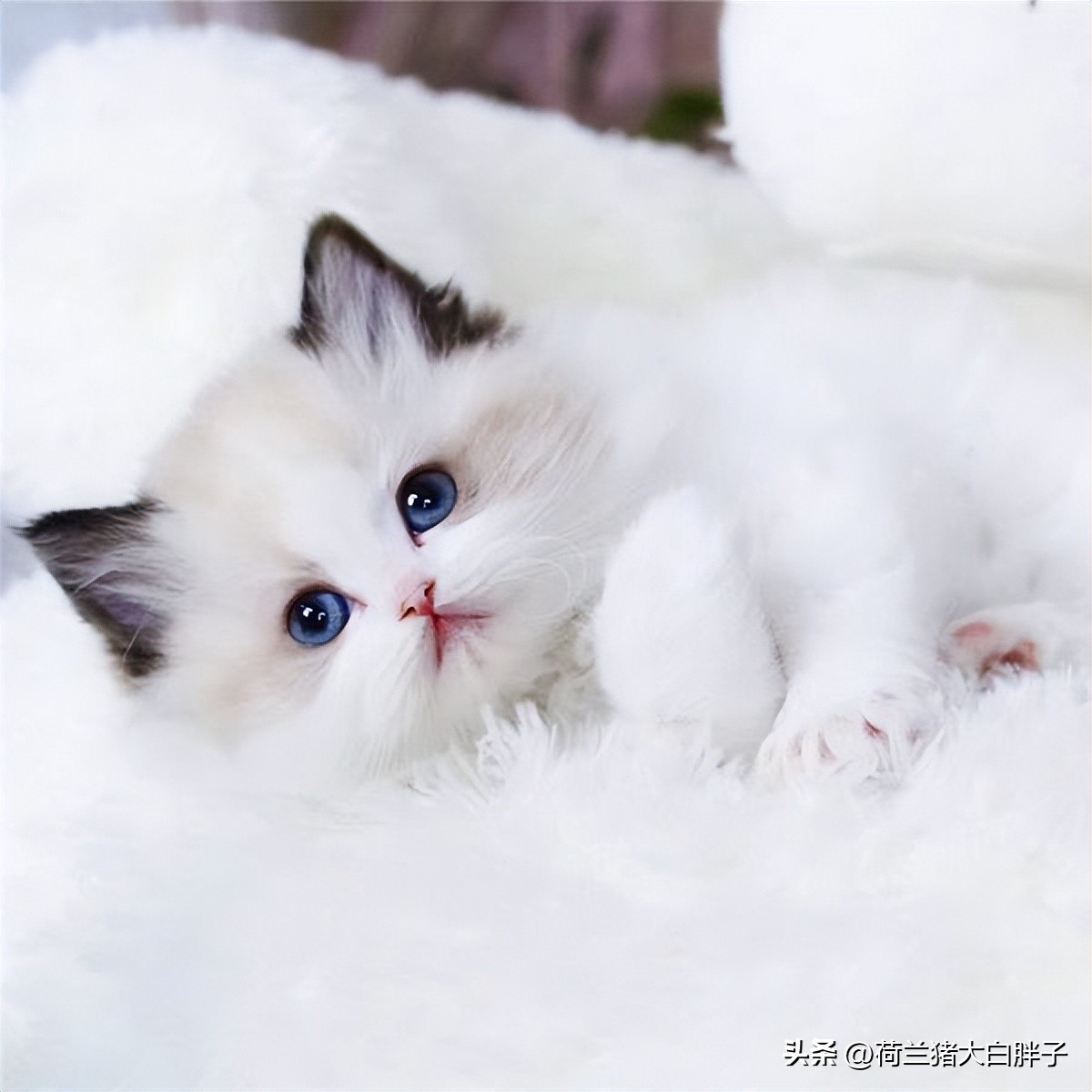 小猫咪便血拉稀是什么情况,小猫咪便血是什么原因怎么检查