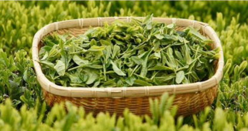 从苏轼诗中看茶文化,从诗词中品读雅俗共赏的茶文化