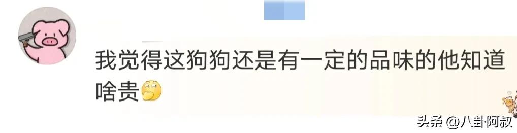 狗狗把钻戒吞了,广州钻戒掉地上让狗吃了