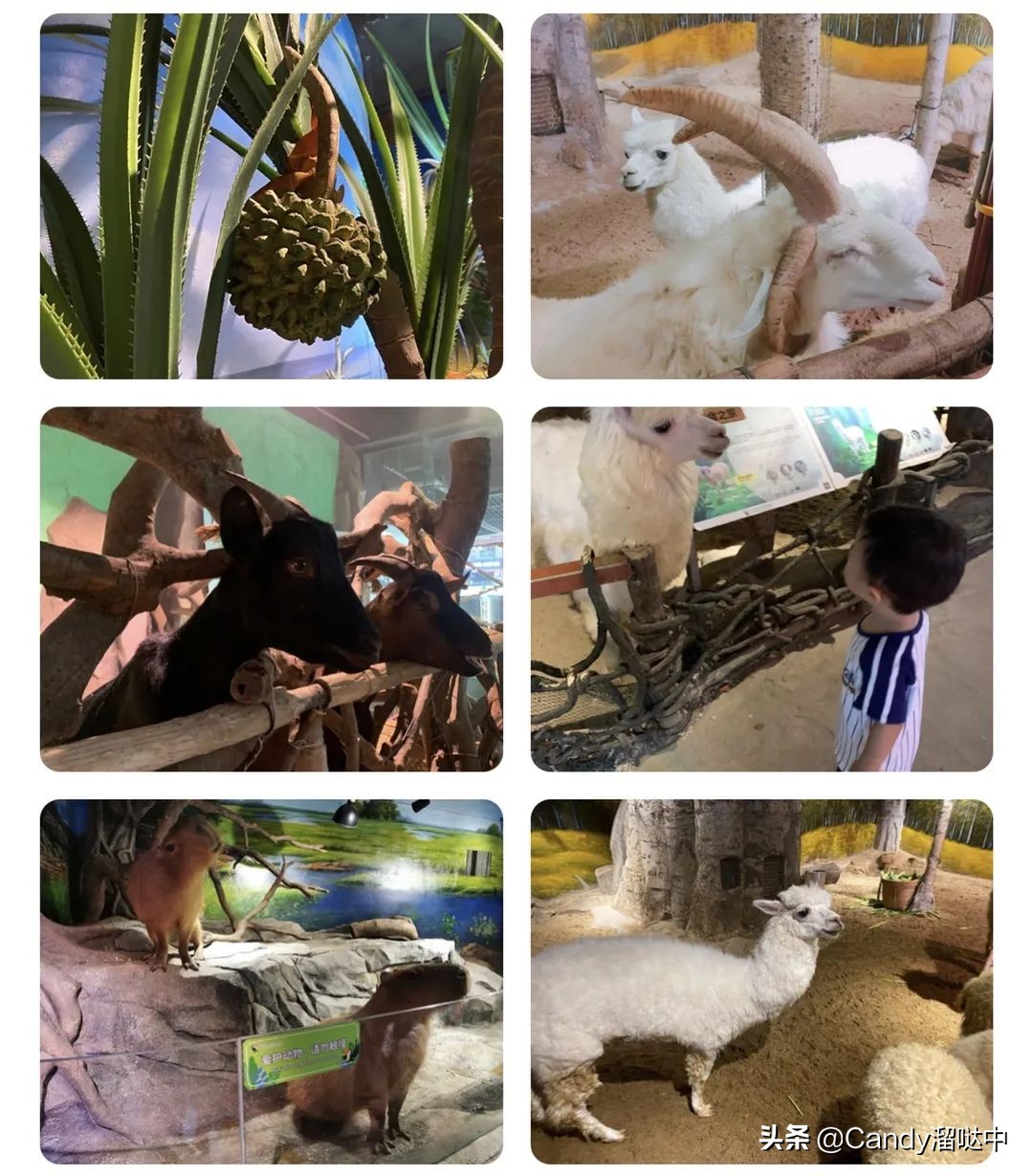 广州自由行攻略最详细,广州旅游打卡攻略