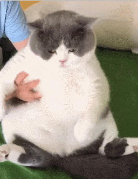 公猫拆蛋后的样子变化,公猫拆蛋后的变化