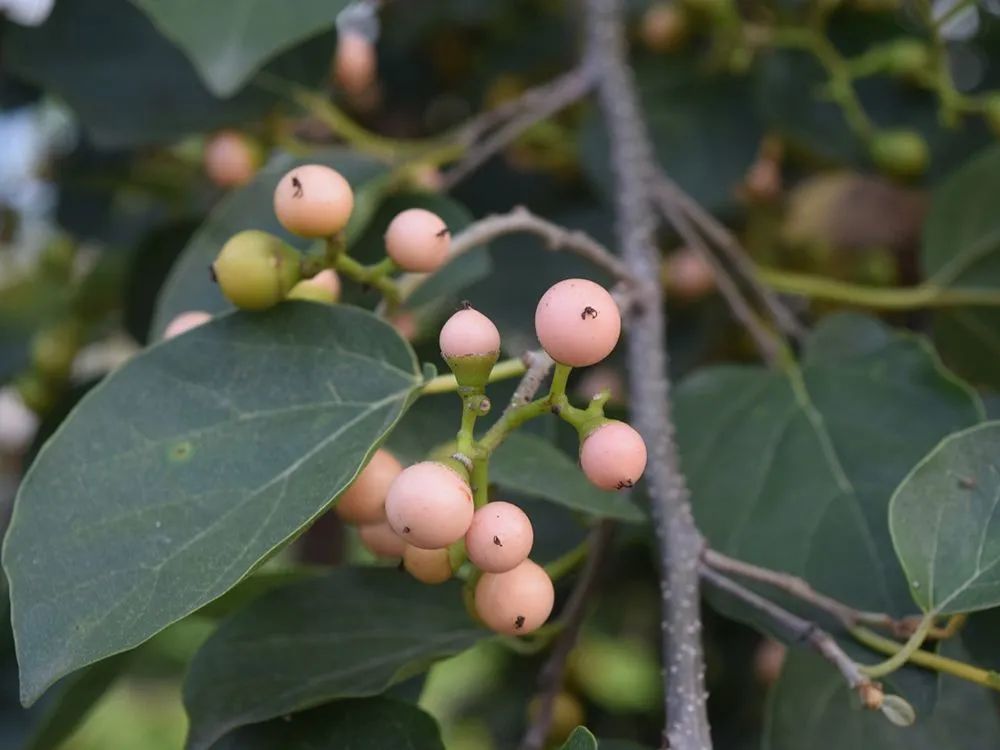 农村常见野生植物你都认识吗,农村常见植物野果