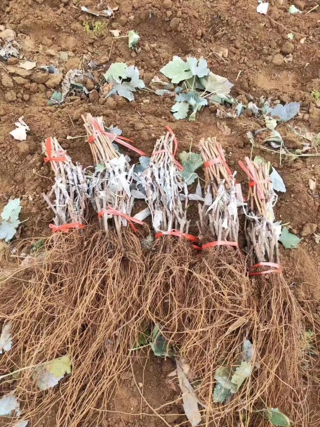 如何种葡萄苗才能提高存活率,葡萄苗发了芽存活率高吗