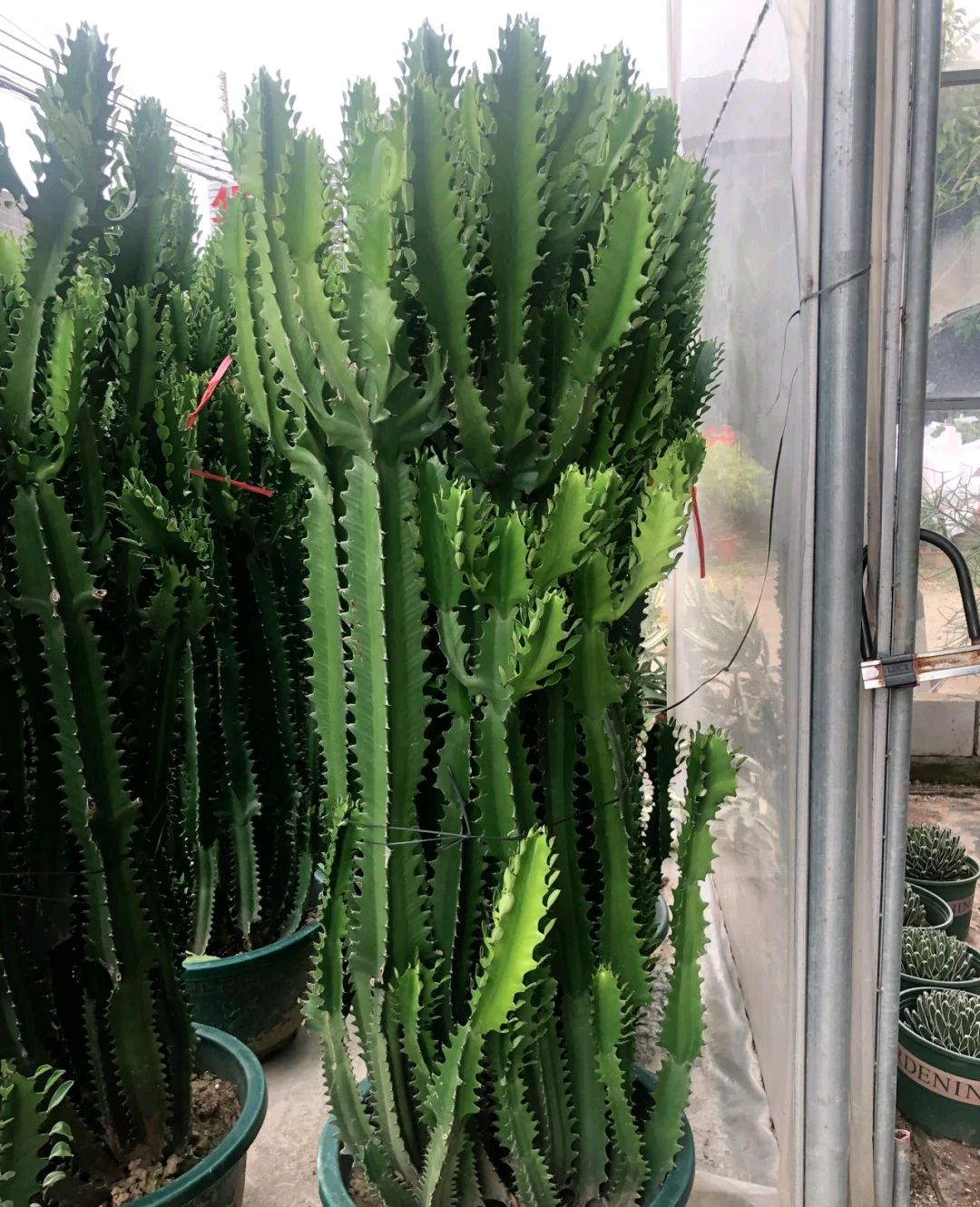 4种花颜值高养在家里超漂亮,家里养什么花招财又旺家