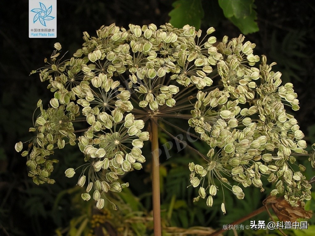 有十种很少人知道的香料,便宜又好闻的香料有哪些