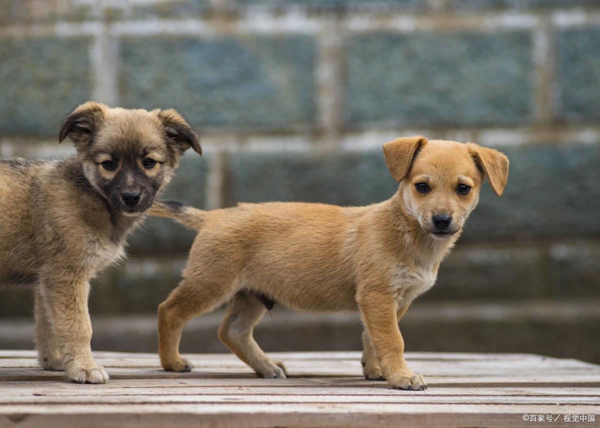 中华田园犬智商排行榜,哈弗中华田园犬车内功能介绍
