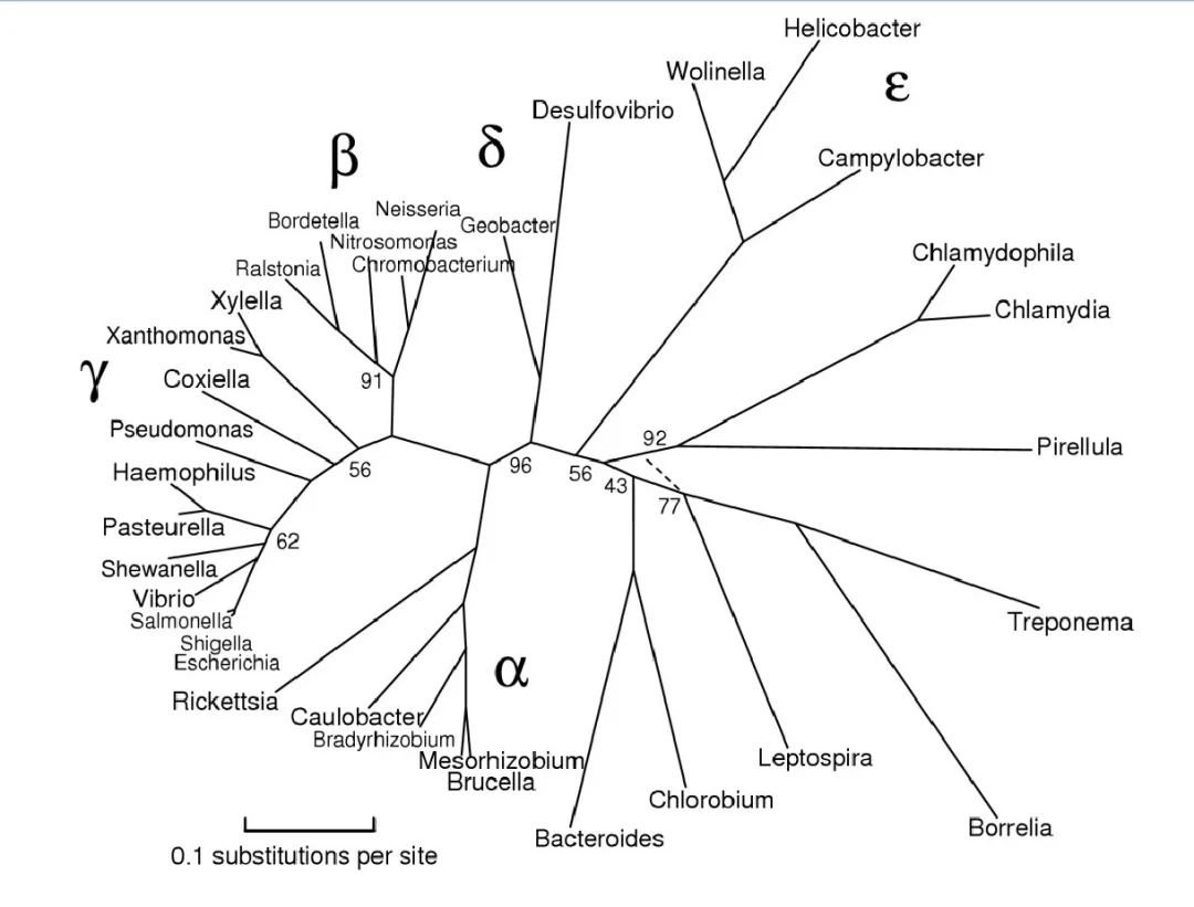 变形菌门的功能,肠道变形菌门