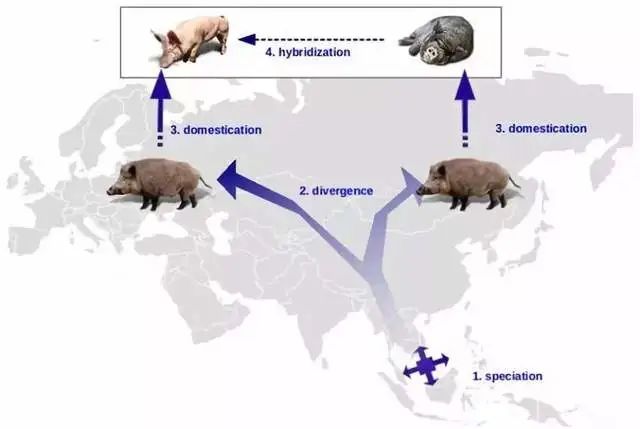 斑马也是马,斑马也是马为什么没人骑呢