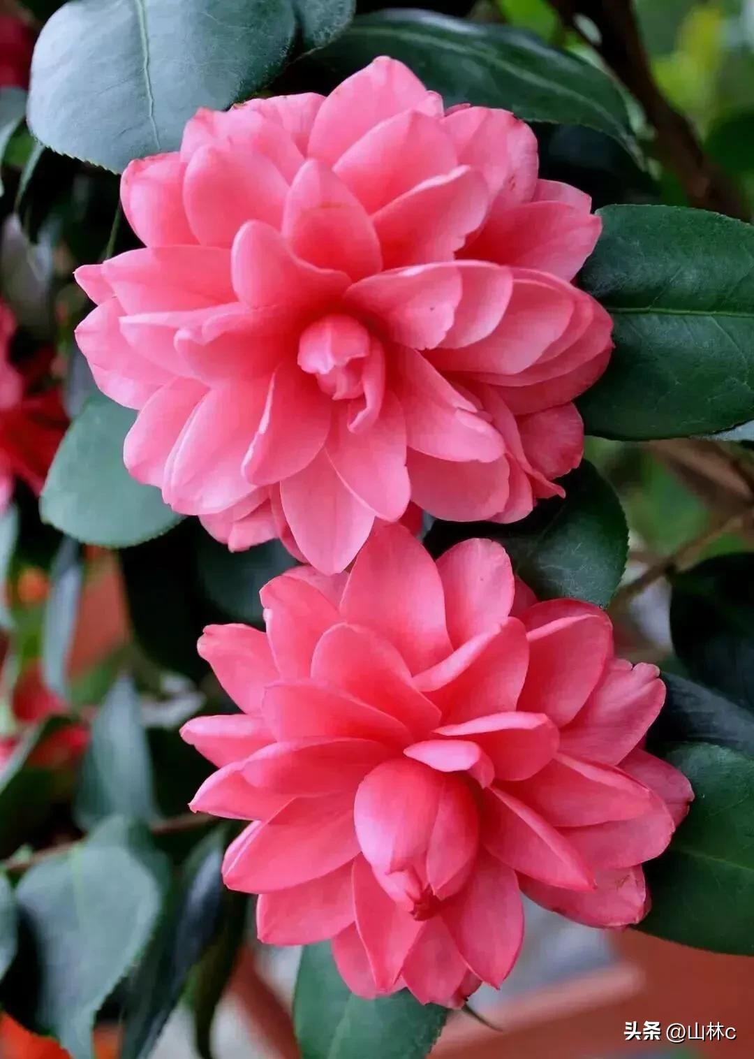 鲜花五彩缤纷争奇斗艳,最美鲜花一年四季都在争艳怒放