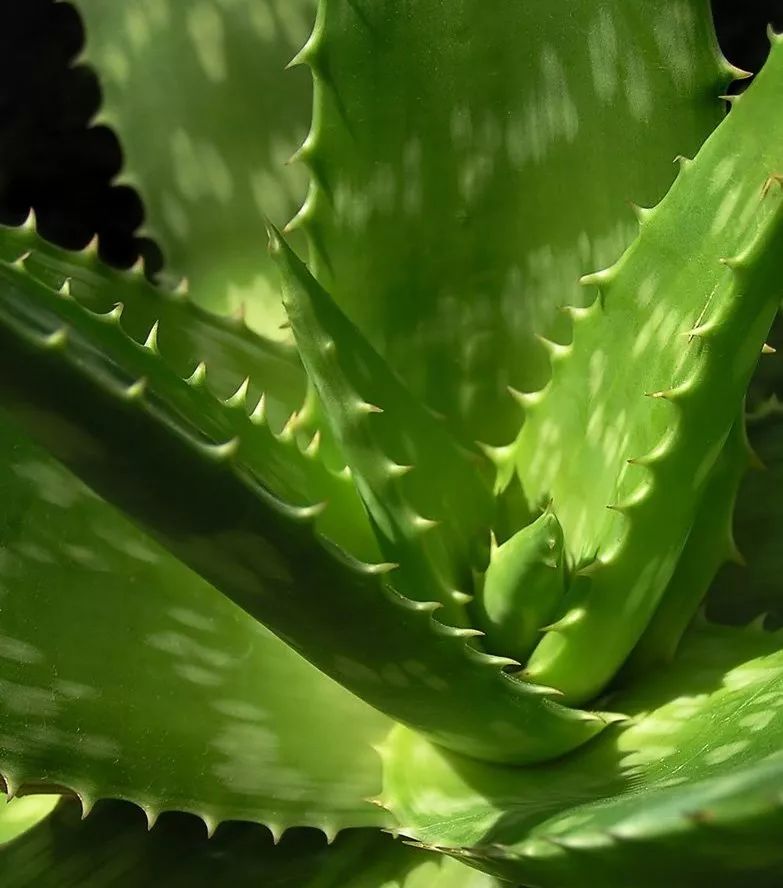 喜欢养花的人更养人,喜欢养花的能不能养猫