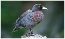 鸟类在分类学中统称为什么,鸟纲分类总表