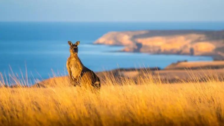 澳大利亚泛滥成灾的马,澳大利亚野马价格表
