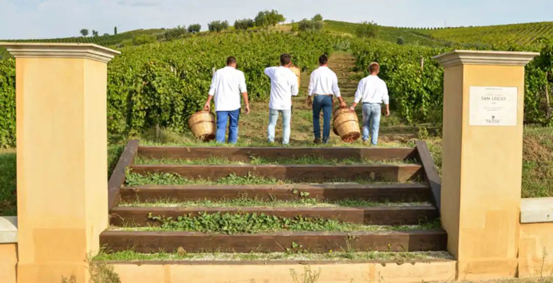 西西里葡萄酒先锋卢西奥·塔斯卡去世：将“黑珍珠”推广到世界