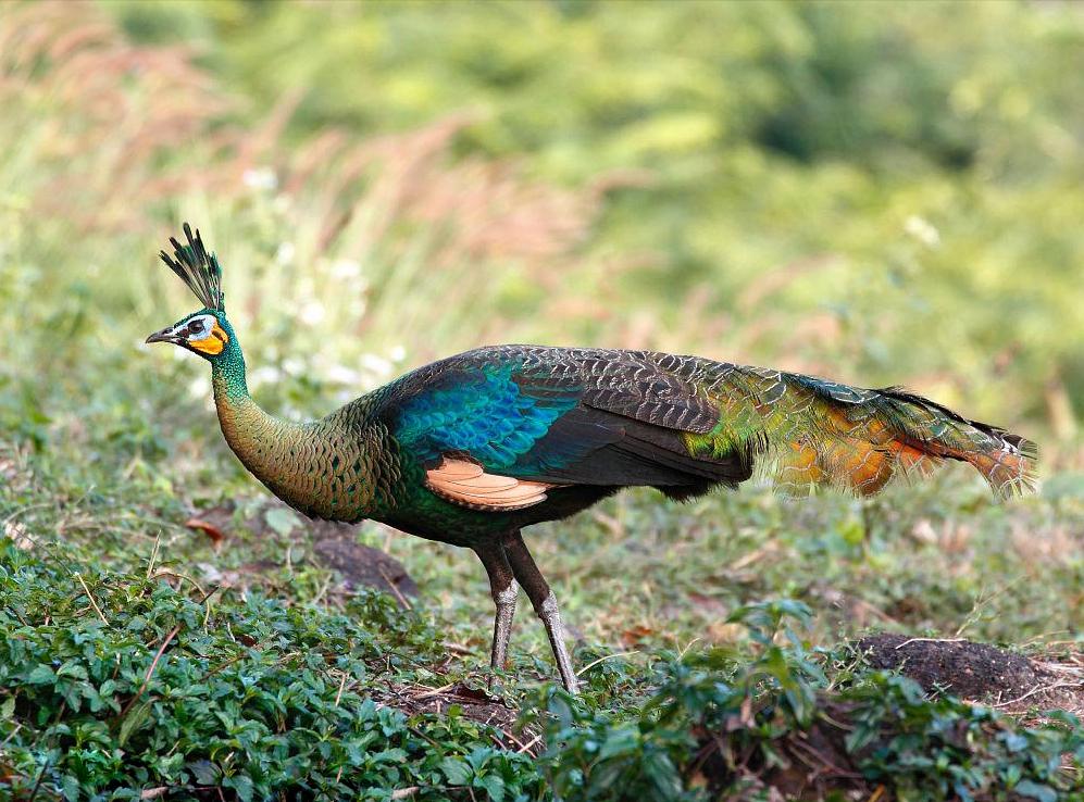 鸡窝真能飞出“凤凰”！安徽居民家中惊现大鸟，专家竟认错物种？