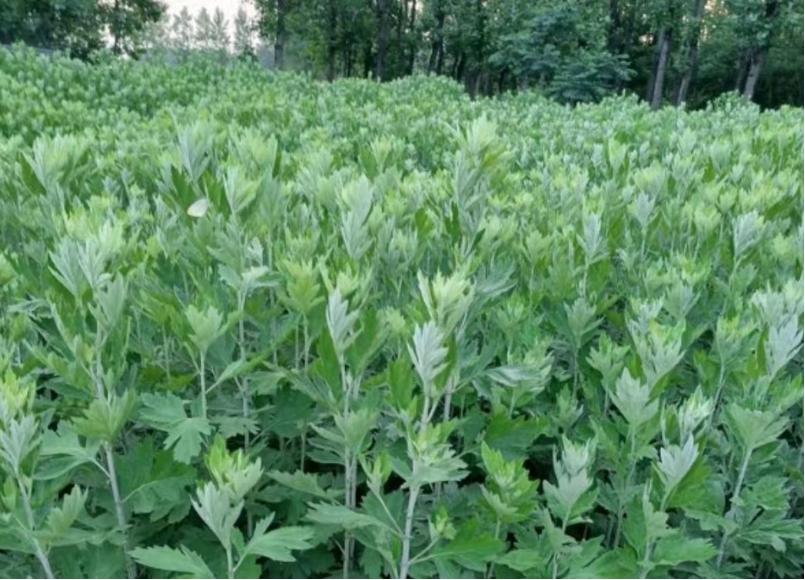 端午节发财机会来了吗,端午节挣钱门路
