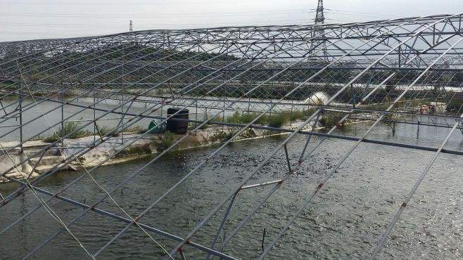 郑州黄河边捉老鳖,山东河南交界处黄河老鳖