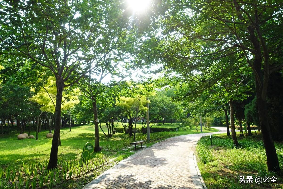 园林景观植物的种类和特点,园林绿化植物常识