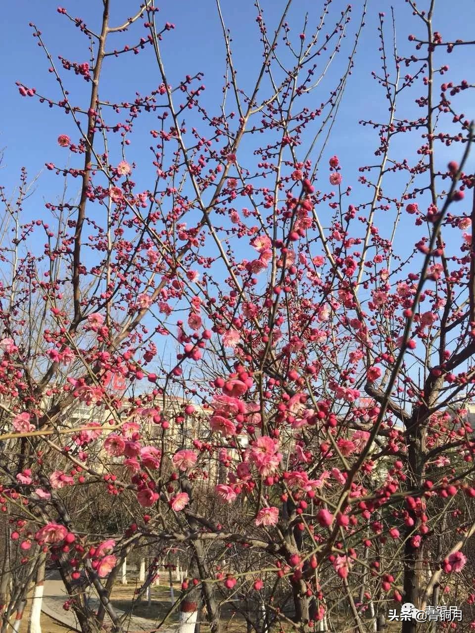 诗词第3册第5课：汗漫《歌唱》3首（10万+课程老师讲义）