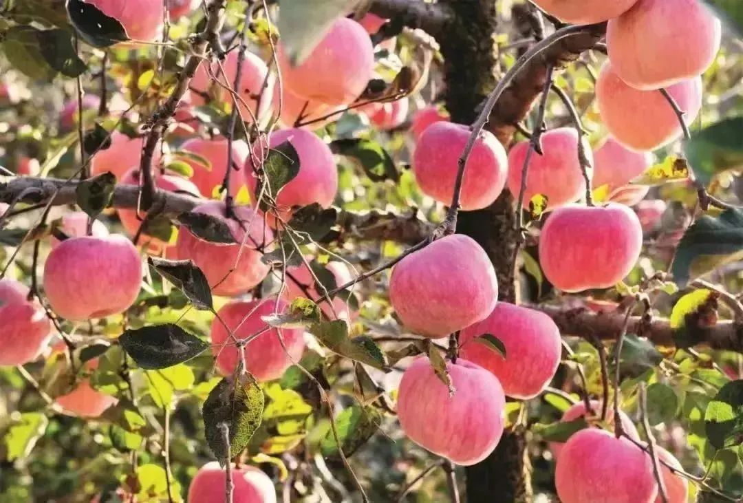 围炉煮茶，让山东好物带你感受冬日专属浪漫！