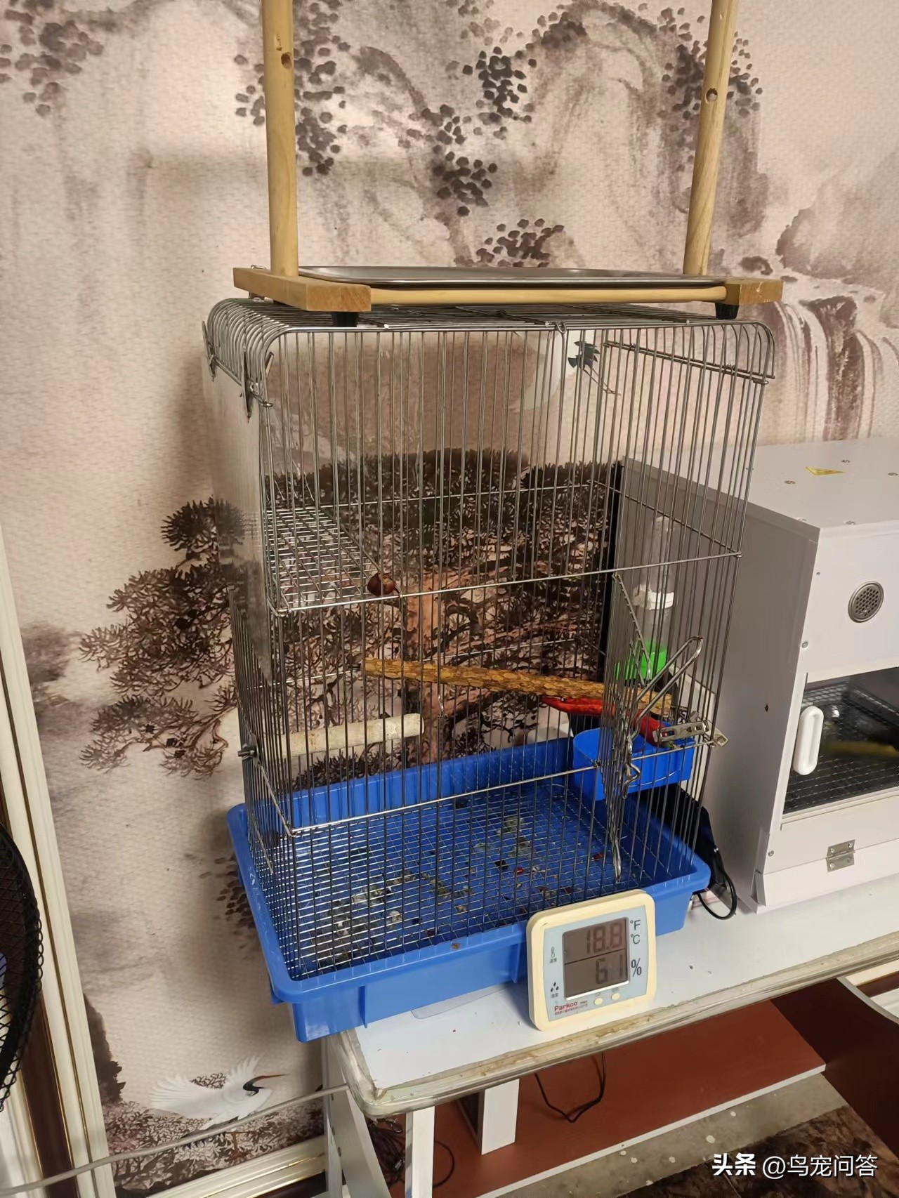 金太阳鹦鹉突然大量喝水,鹦鹉突然有呕吐动作