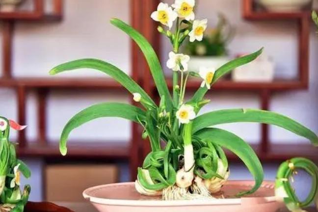 春季养这6种花请别再频繁浇水了,3种花漂亮又好养