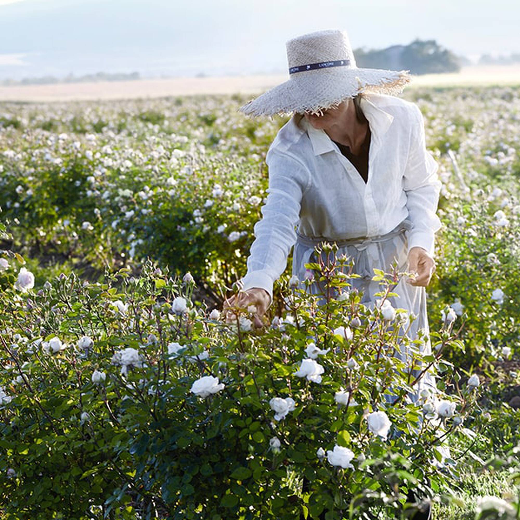 Lancôme兰蔻位于格拉斯的生态玫瑰庄园落成，明年将向公众开放