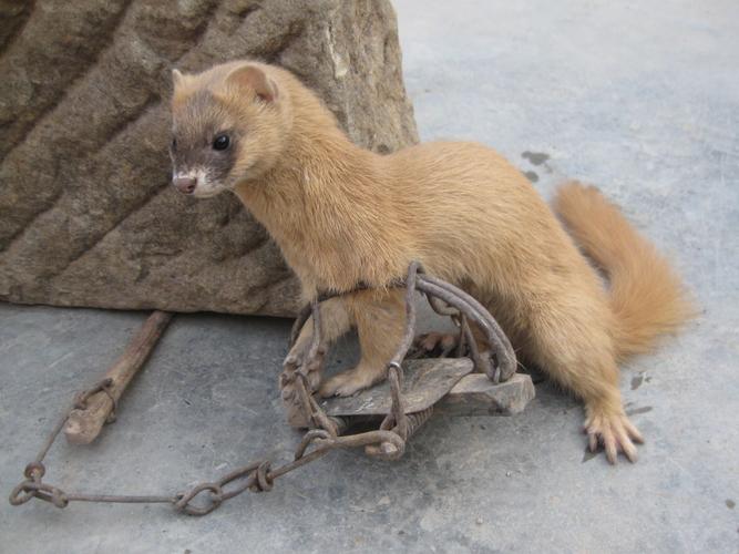 钓鱼佬被抢劫,湖北一钓友常被黄鼠狼“打劫”