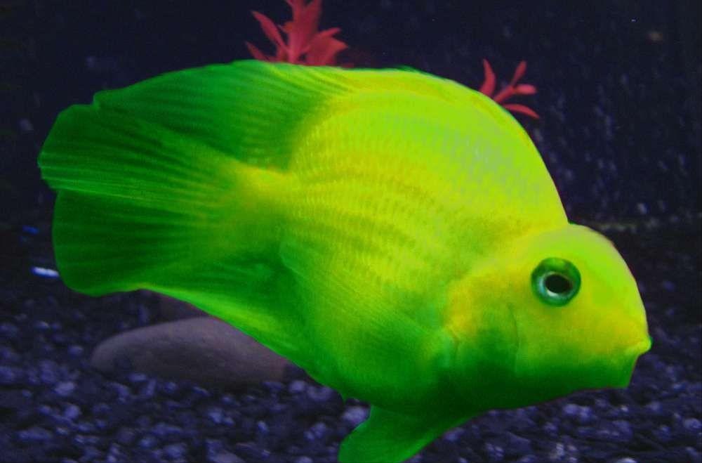 基因缺陷的人造杂交鱼，竟给台湾省赚到20亿外汇？背后真相太残忍