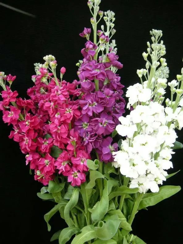 三月花事Vol.2|那些属于女神们的花