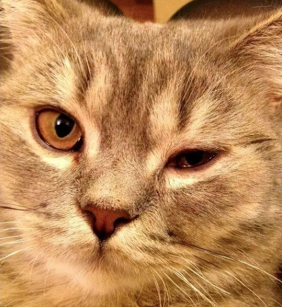 怎么才能看出猫咪眼睛出问题了,怎么判断猫咪是否有结膜炎