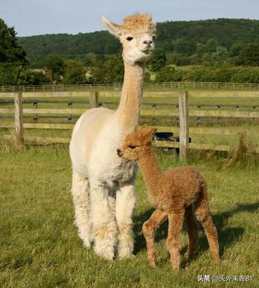 每日一动物：羊驼「yángtuó」