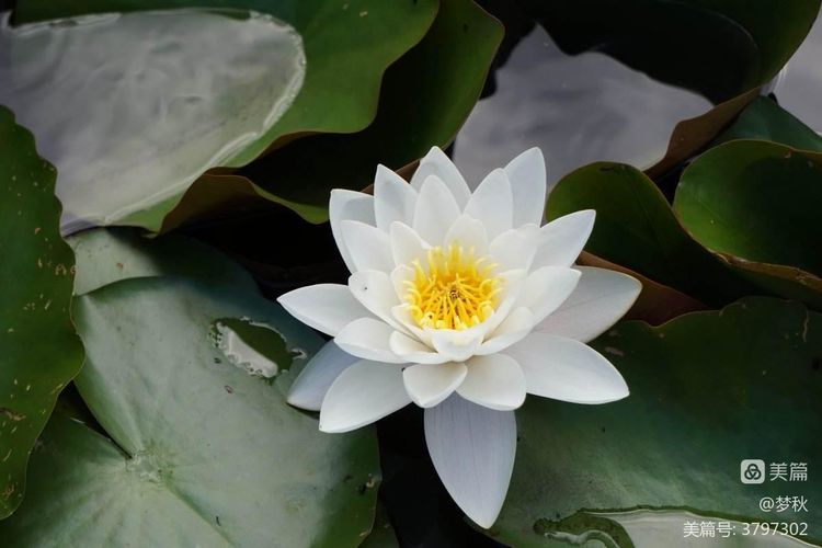 仙姿妙韵绽芳华唱和接龙