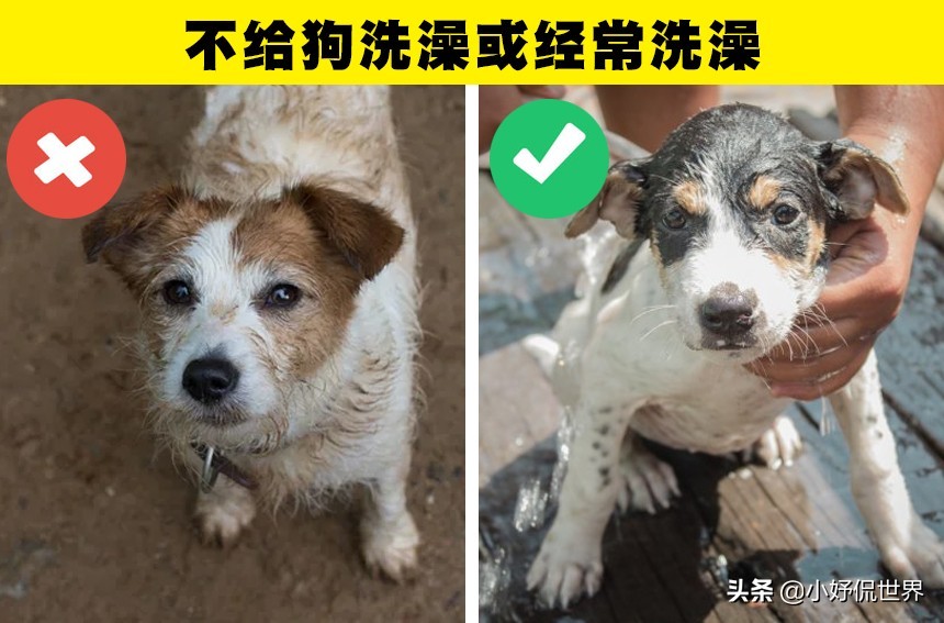 可能会对狗狗带来伤害的10种粗心大意的行为