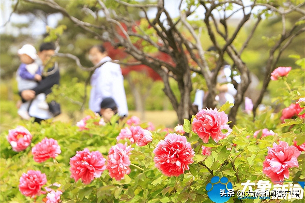 花开时节动京城最美不过洛阳城,花开时节动京城洛阳
