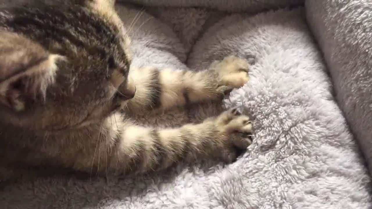 养猫前猫咪冷知识,关于猫咪的8条冷知识