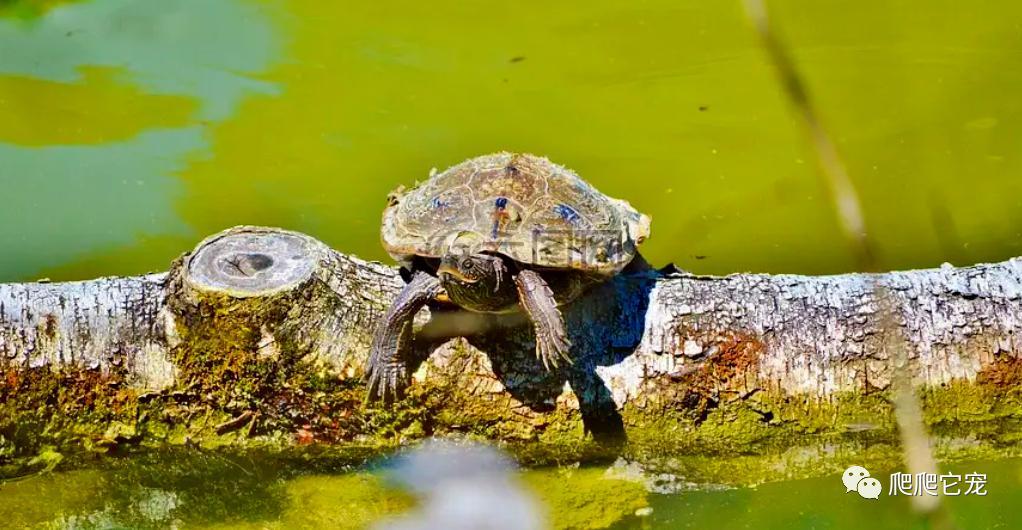 为什么养的龟没有生长纹,为啥养的乌龟会死