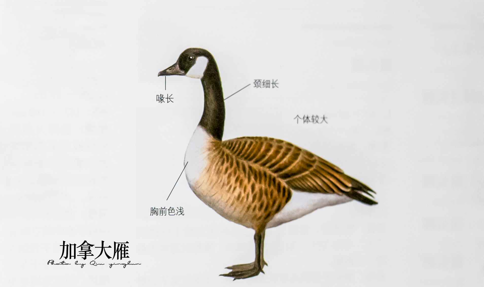 涓滄睙鎻借儨,涓滄睙鎻借儨楦熺被