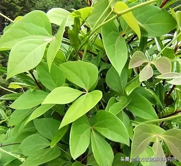 专治关节冷痛特效中药,治疗腿疼祛风除湿的中药有哪些