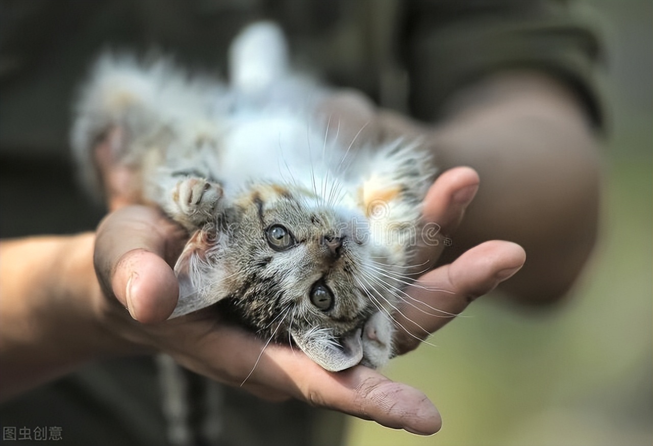 夏季来临，被跳蚤、蜱虫感染后要怎么办？铲屎官们看过来