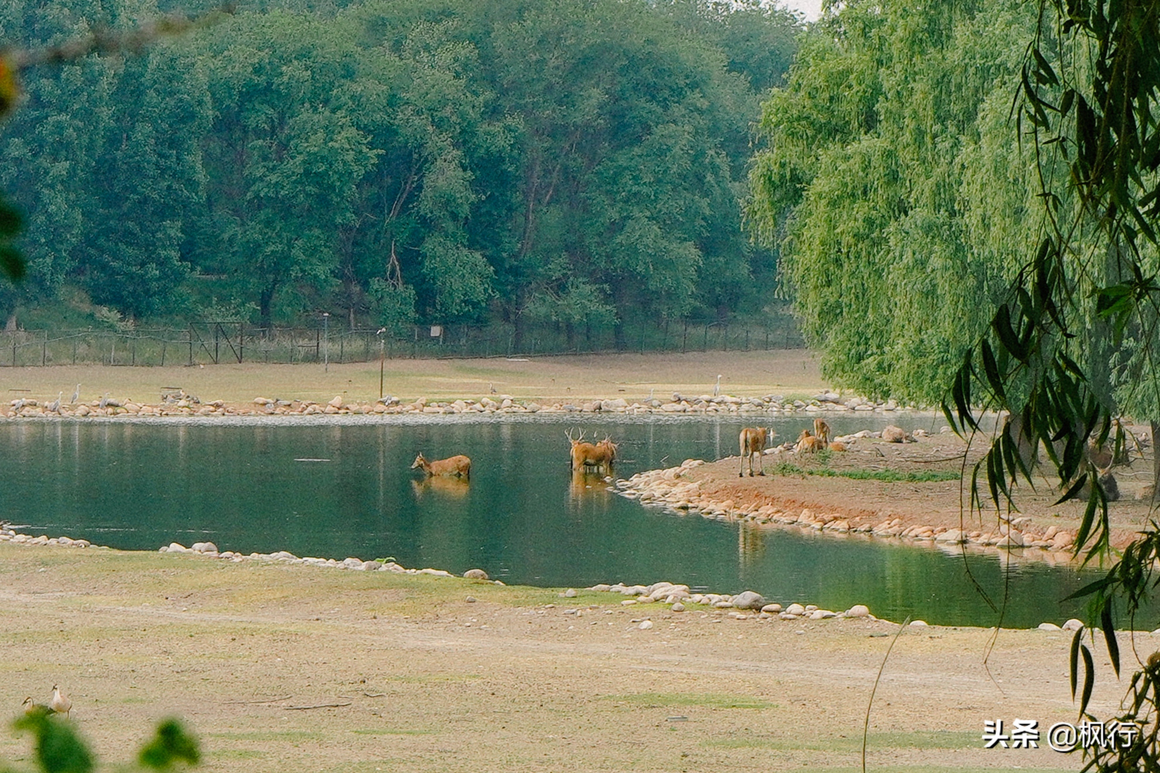 南海公园奈良小麋鹿,奈良小鹿公园麋鹿