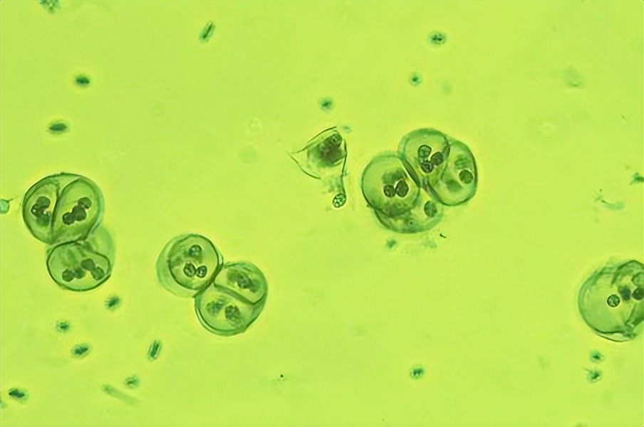 科普什么是nlp,科普什么是生物